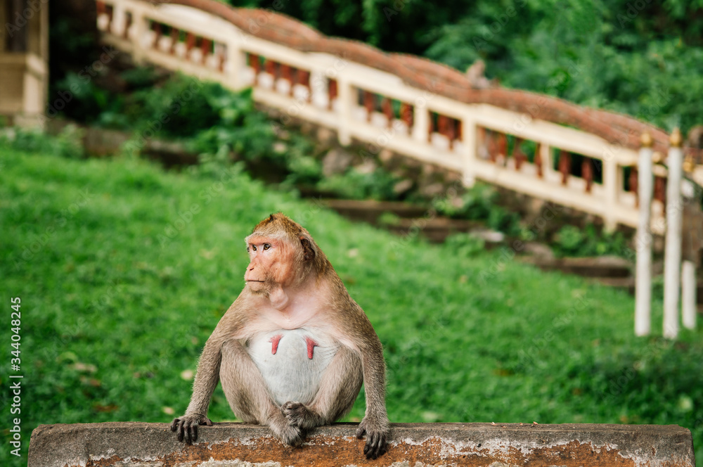 Female Long tail Macaque Monkey sit on fence in village forest in Thailand