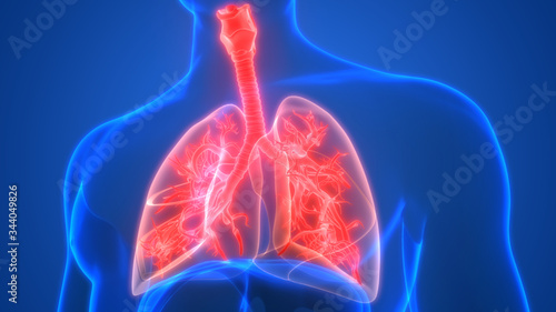 Lungs a Part of Human Respiratory System Anatomy 3d rendering