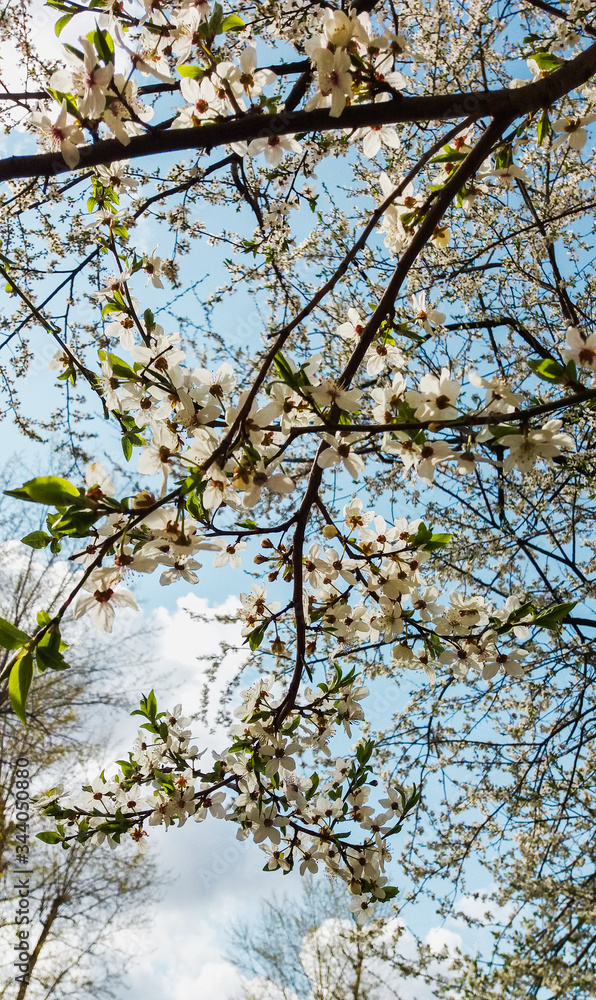 branch of a blossoming tree with white flowers against the sky in spring branch of a blossoming tree with white flowers against the sky in spring