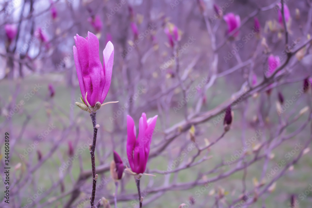 Branches of Bright purple magnolia flowers. Beautiful spring outdoors landscape. Fresh morning floral backdrop. Closeup of natural flowers.