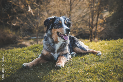 Tableau sur toile bernese mountain dog mix portrait