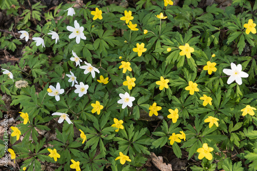 Blossom white and yellow wood anemones