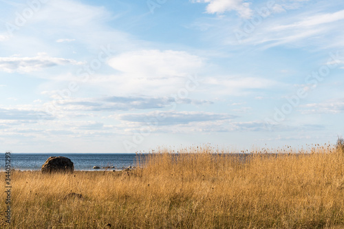 Seaside view with reeds and a big stone