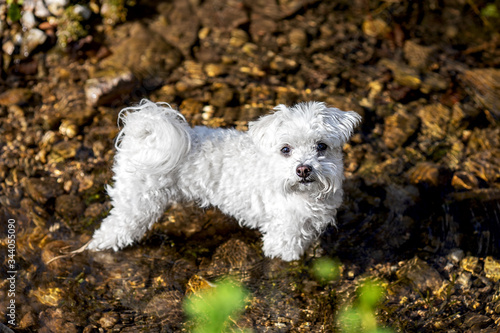 little maltese dog standing in a creek photo