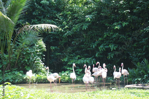 Zoo Singapore