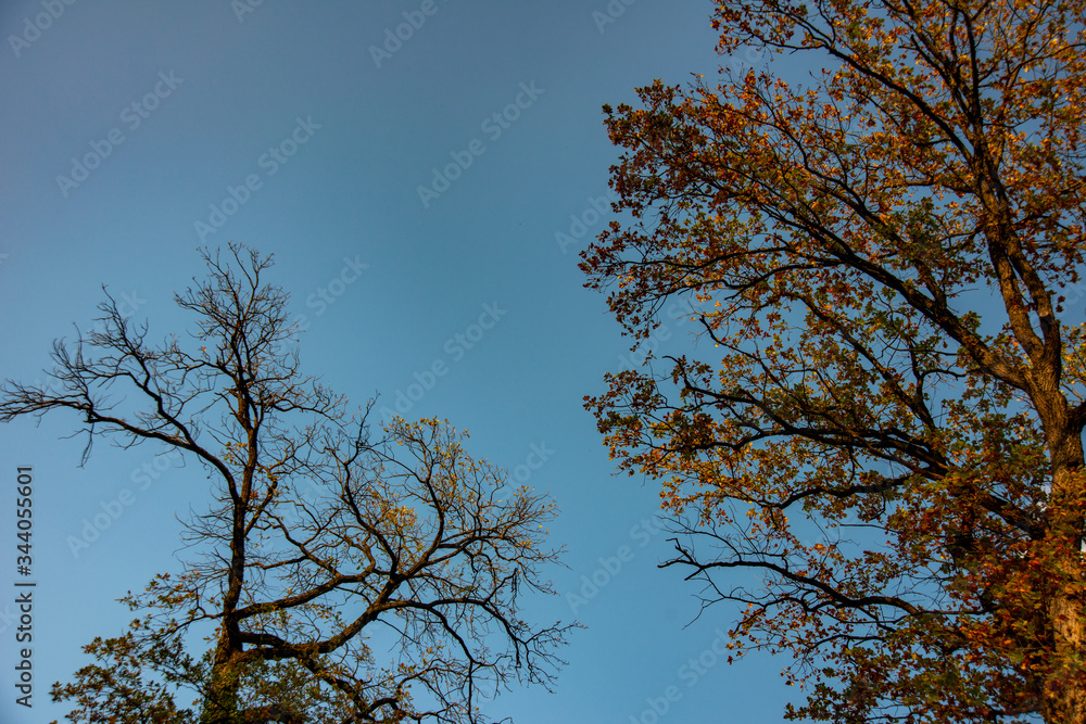 autumn on the alley and fallen leafy trees autumn on the alley and fallen leafy trees