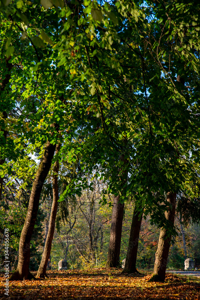 alley and fallen leafy trees on a beautiful autumn day alley and fallen leafy trees on a beautiful autumn day