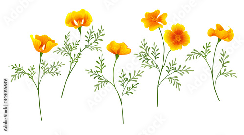California Poppy set
