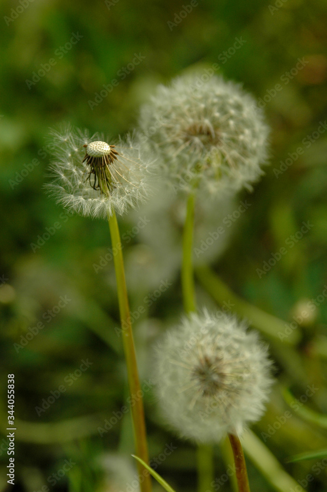 white dandelion on the green grass white dandelion on the green grass