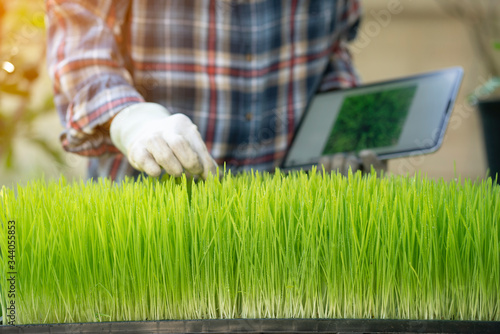 fresh wheatgrass with farmer checking quality by tablet ,smart farm concept