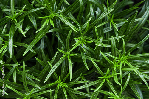 Green leaves or grass. Color monochrome background. Nature texture. Screensaver with a marijuana-like plant.