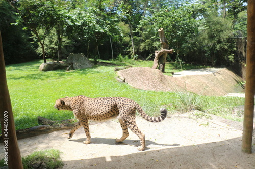 Canvas Print Singapore Zoo