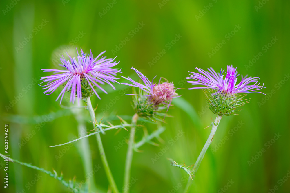 Details of typical spring flowers and insects Details of typical spring flowers and insects