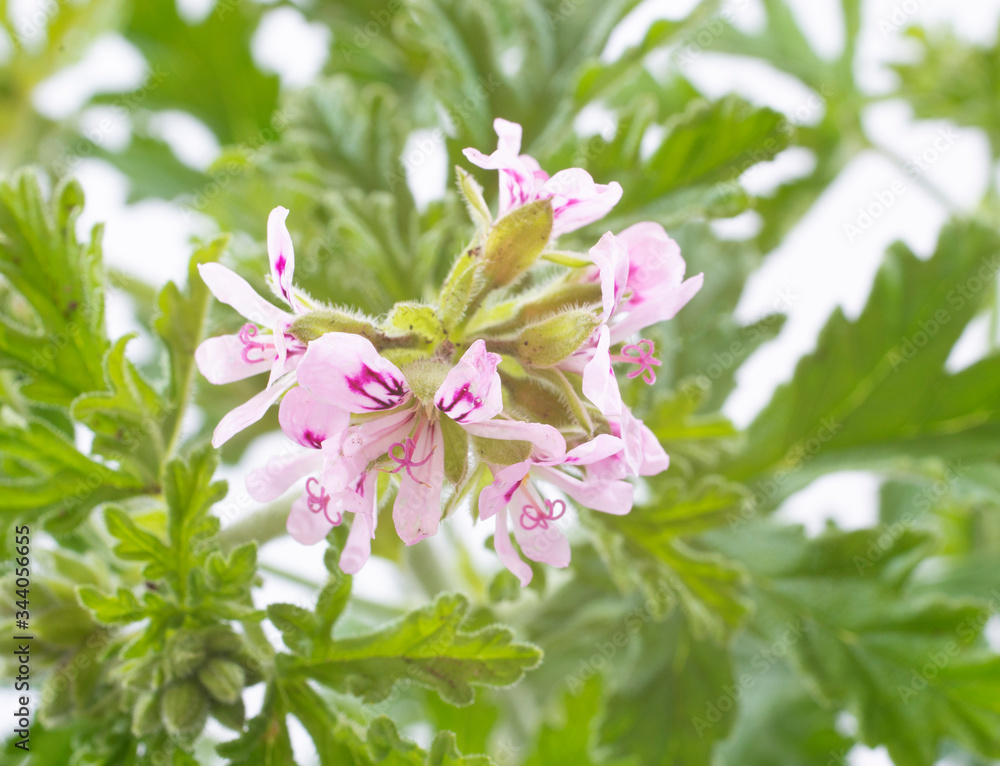 Pelargonium citronnellum Pelargonium citronnellum