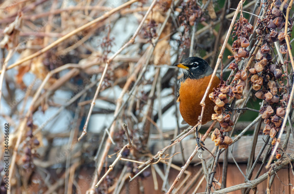 American Red-Breasted Robin picking grapes on the vine after winter in the backyard, Winnipeg, Manitoba, Canada American Red-Breasted Robin picking grapes on the vine after winter in the backyard, Winnipeg, Manitoba, Canada