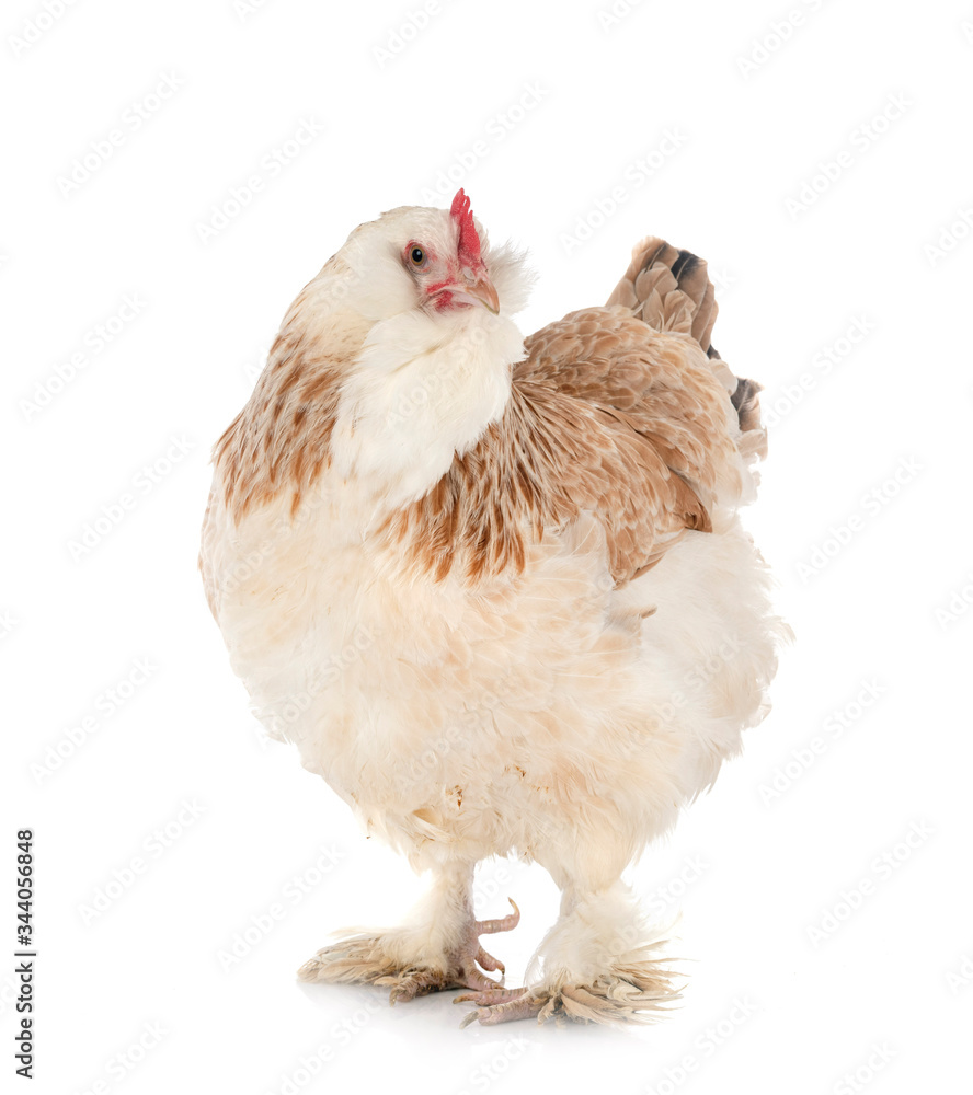 Fototapeta premium Faverolles chicken in studio