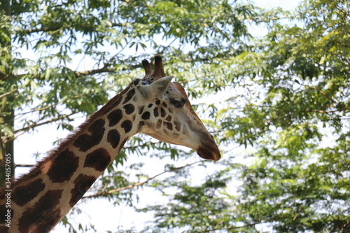 Photography Singapore Zoo