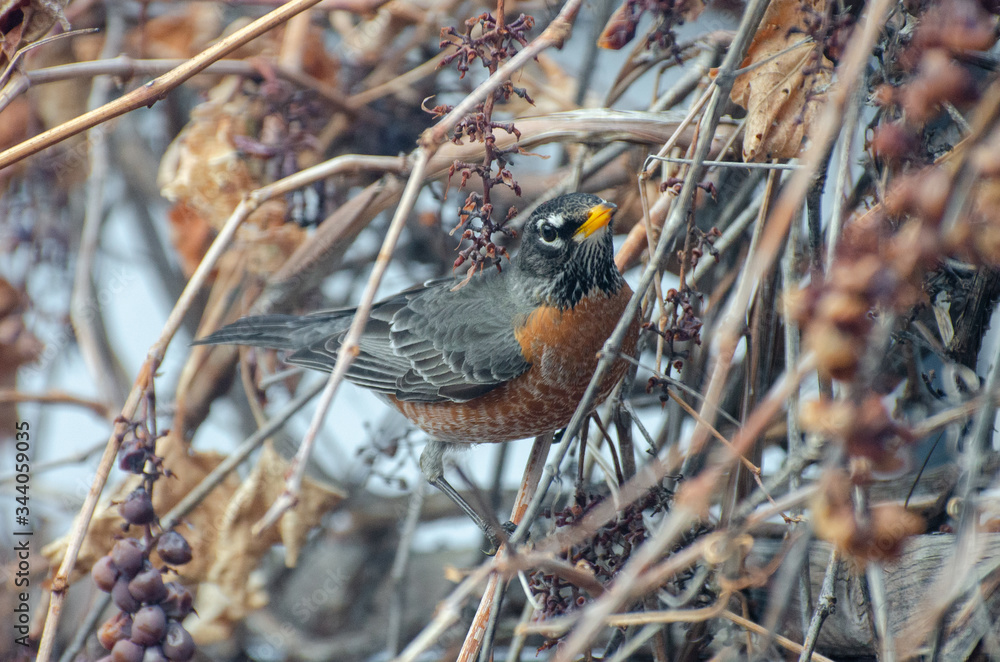 American Red-Breasted Robin perched in the back yard in springtime, Winnipeg, Manitoba American Red-Breasted Robin perched in the back yard in springtime, Winnipeg, Manitoba