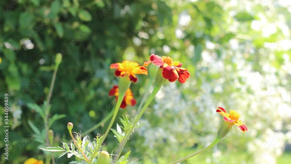 Marigold flowers on a flower bed, which swing in the summer from the wind. A selective shot. Marigold flowers on a flower bed, which swing in the summer from the wind. A selective shot.