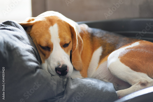 Close-up view of beagle dog sleeping on the pillow in dog bed © GarkushaArt