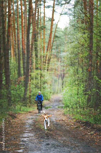 Happy beagle dog running in the forest with his owner cyclist. Beagle is an active companion always ready for new adventures