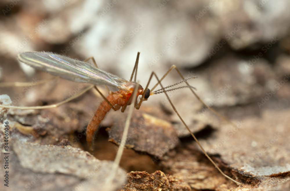 Gall midget, Cecidomyiidae laying eggs in fir wood