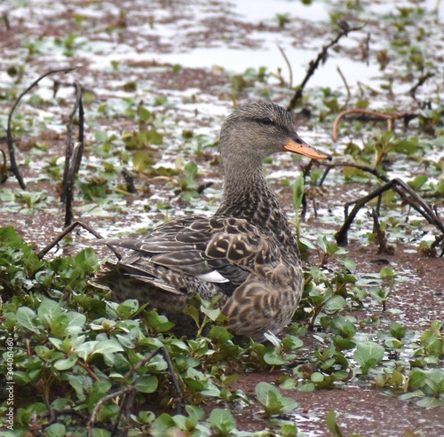 A female gadwall (Mareca strepera) rests among the water plants along the edge of Struve Slough in Watsonville, California.