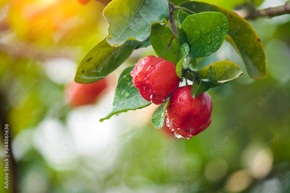 Obraz premium Acerola cherry on the tree with water drop, High vitamin C and antioxidant fruits.