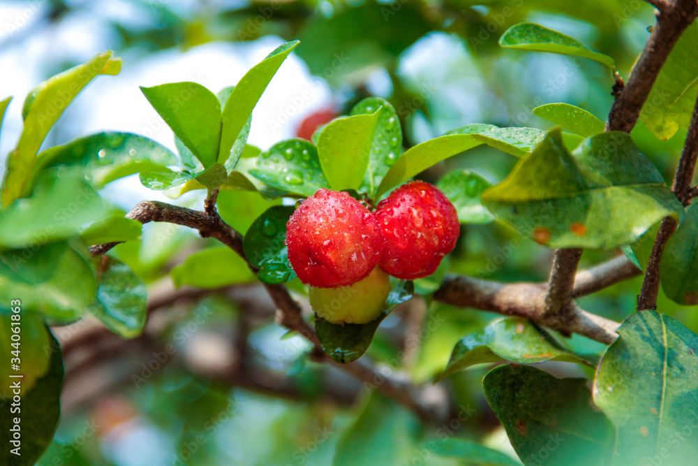 Obraz premium Acerola cherry on the tree with water drop, High vitamin C and antioxidant fruits.