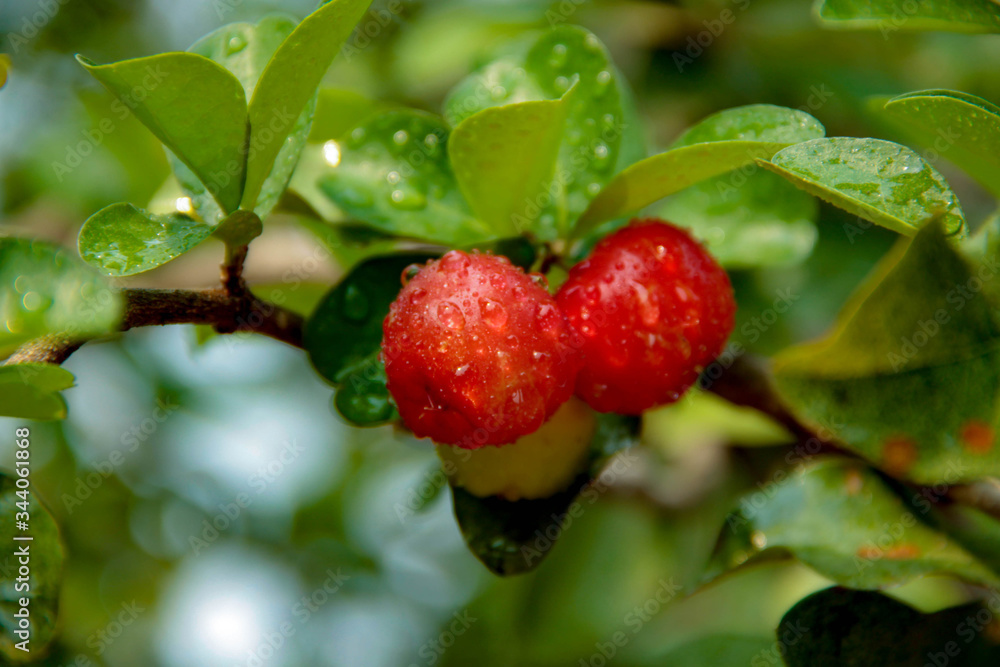 Acerola cherry on the tree with water drop, High vitamin C and antioxidant fruits. Acerola cherry on the tree with water drop, High vitamin C and antioxidant fruits.