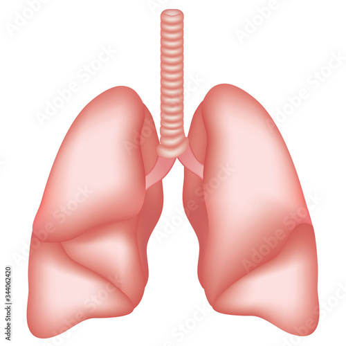 Lungs anatomy. Internal organs of the human body isolated on white background. Respiratory system realistic vector illustration for medicine, healthcare and science.