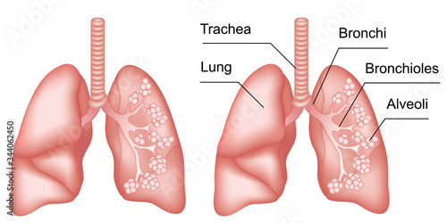 Lungs anatomy with inscription. Internal organs of the human body isolated on white background. Respiratory system realistic vector illustration for medicine, healthcare and science.