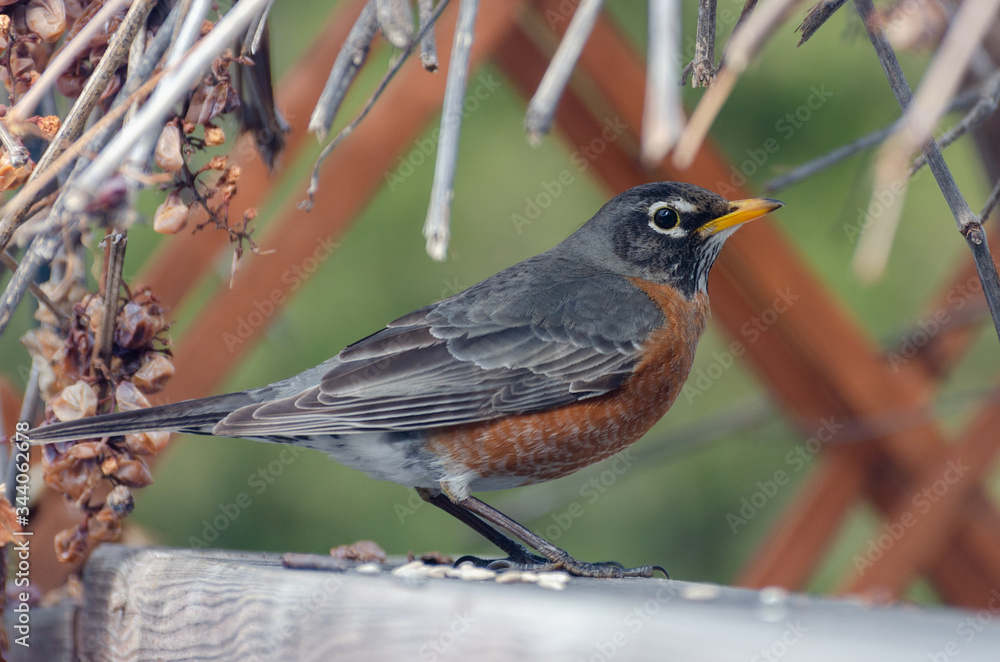 American Red-Breasted Robin perched in the back yard in springtime, Winnipeg, Manitoba American Red-Breasted Robin perched in the back yard in springtime, Winnipeg, Manitoba
