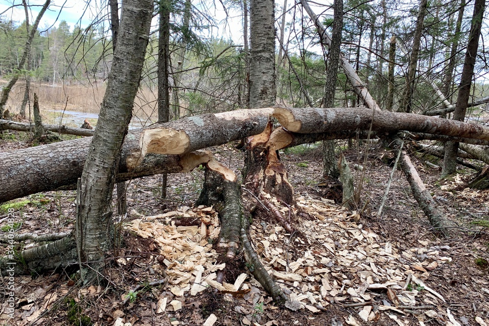 Obraz premium Nature