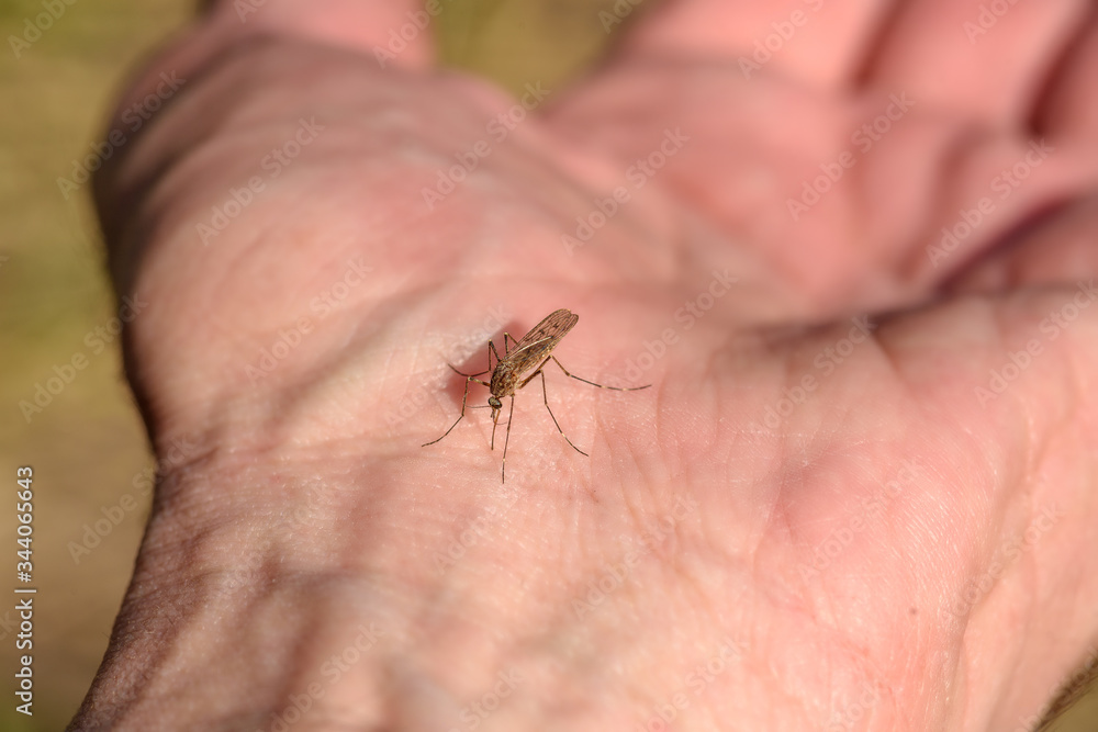 a mosquito sits on a person's hand and is about to bite