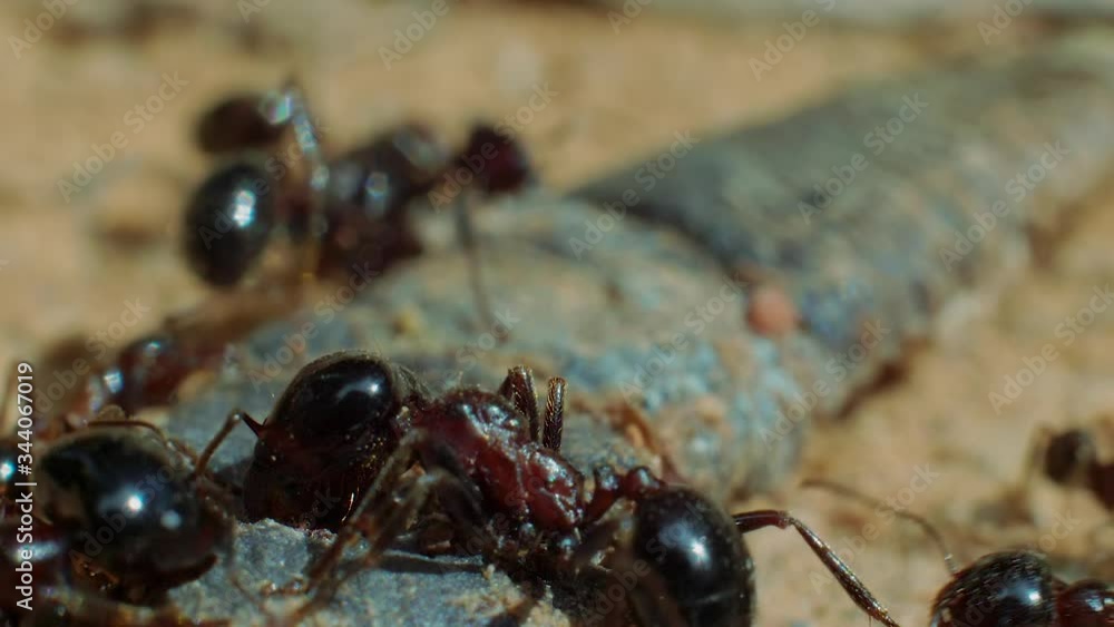 Colony of black garden ants work together to move object, macro profile shot Colony of black garden ants work together to move object, macro profile shot