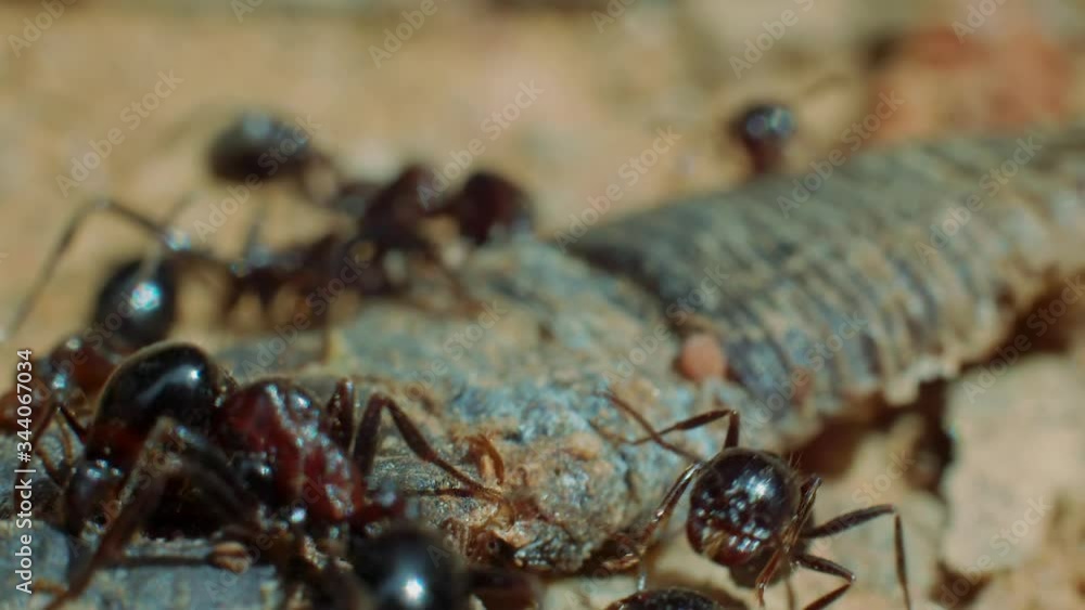 Black garden ant colony work together to move object, extreme close up Black garden ant colony work together to move object, extreme close up