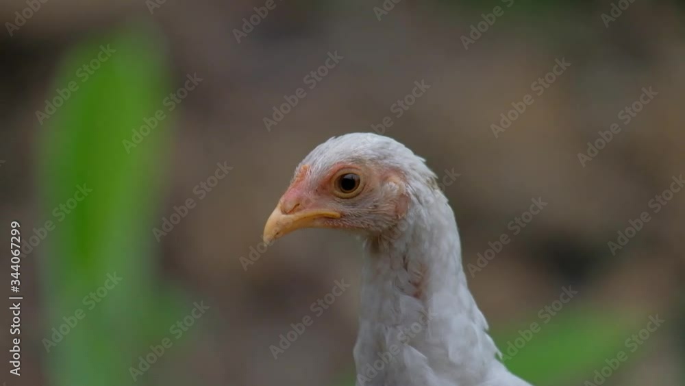 close up of a chicken on the farm close up of a chicken on the farm