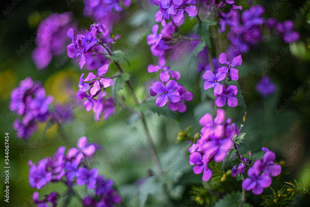 Lots of purple flowers on a green background. Lots of purple flowers on a green background.