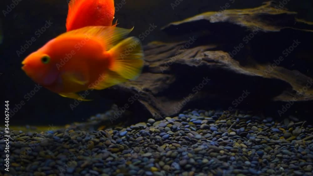 Fish in aquarium black isolated background. Beautiful fishes of different sizes swim in transparent aquarium water. Fish full HD