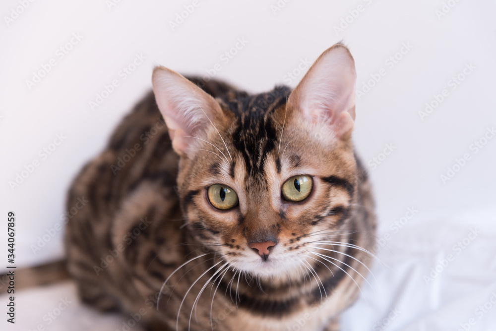 Portrait of a Bengal cat with yellow eyes. The animal carefully looks at the lens. The vertical format.