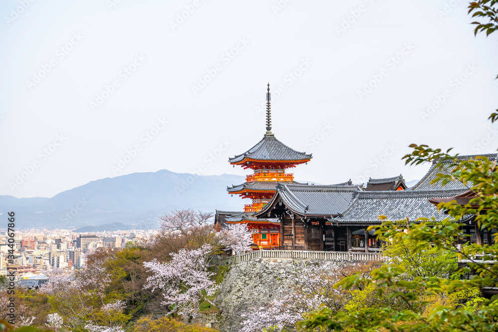 Fototapeta premium 清水寺の三重塔