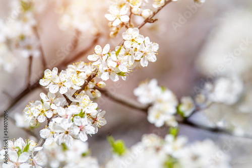 Cherry blossom branch in the garden in spring 