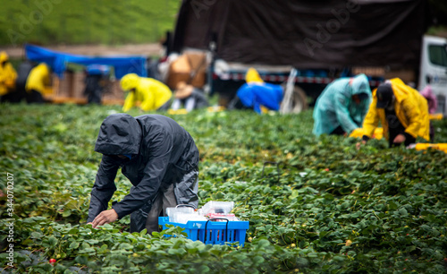 Φωτογραφία Field workers in raincoats picking stawberries