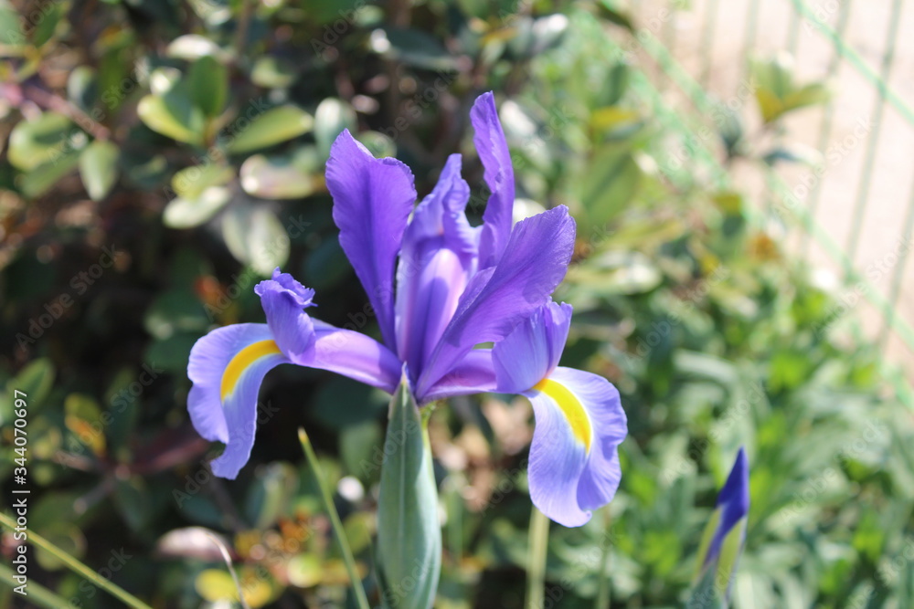 Flowers blooming in spring in Korea Flowers blooming in spring in Korea