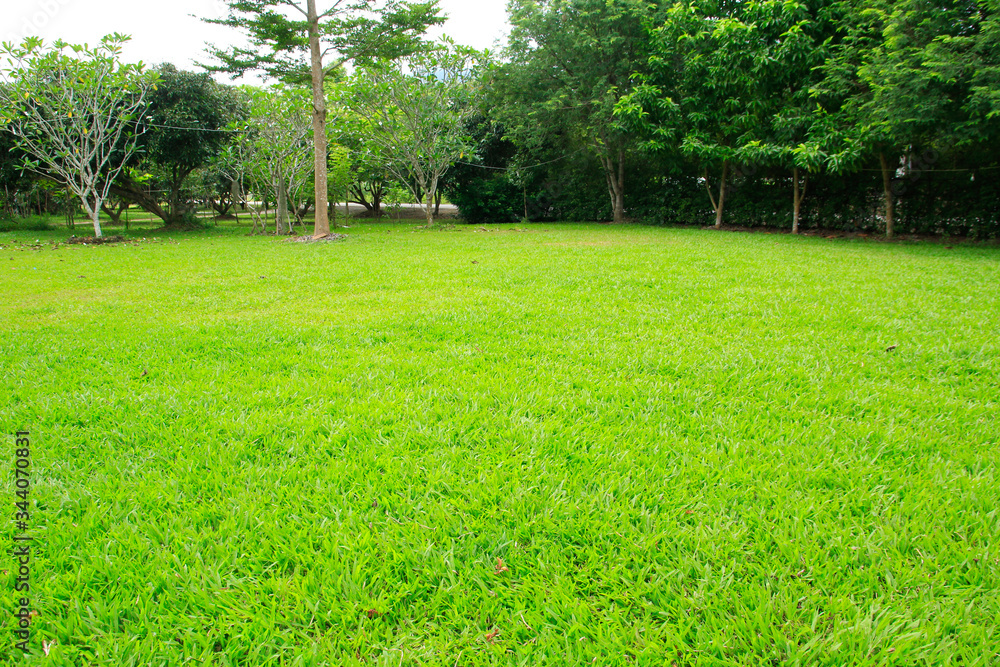 Obraz premium green grass and trees
