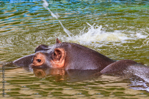 Common hippopotamus (Hippopotamus amphibius) or hippo in water