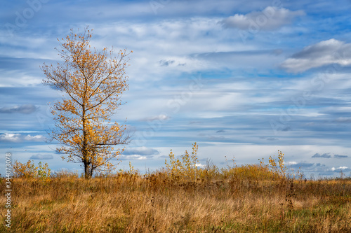 Tree with yellow leaves against a blue cloudy sky