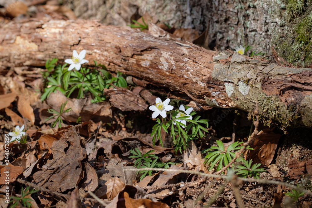 Frühling im Wald: Buschwindröschen (lat.: Anemone nemorosa) vor einem Ast auf dem Waldboden Frühling im Wald: Buschwindröschen (lat.: Anemone nemorosa) vor einem Ast auf dem Waldboden
