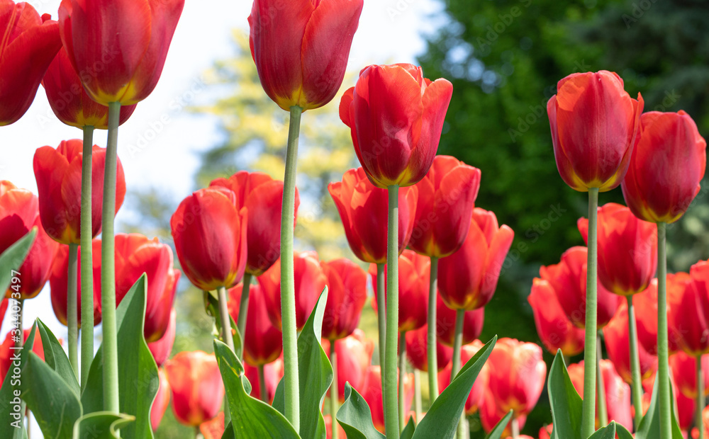 Fototapeta premium Flora. Tulip Festival. Nature. Garden. Plant. Red
